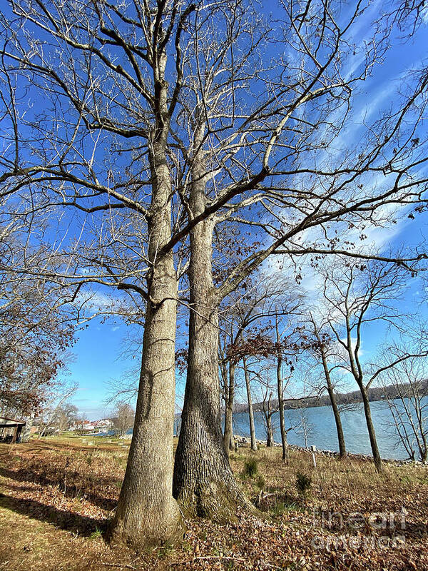 Trees Art Print featuring the photograph Bare Branches and Blue Sky by Kerri Farley