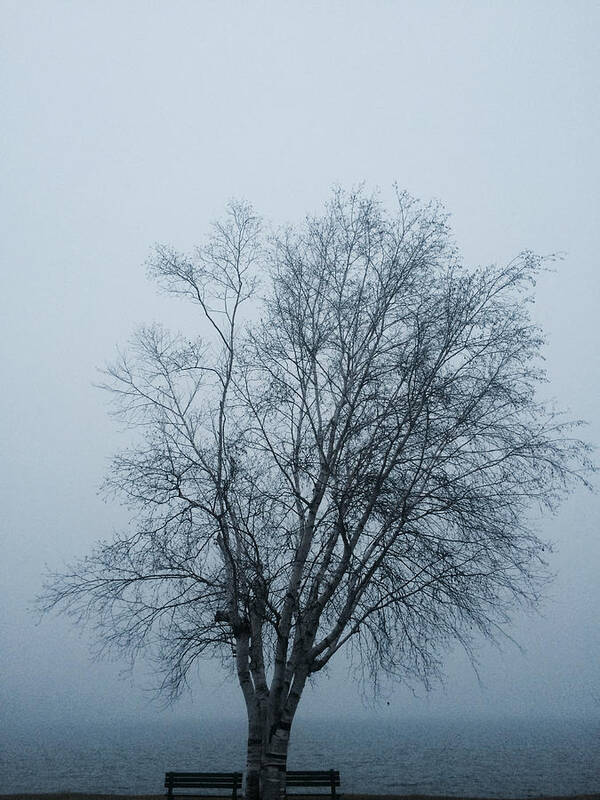 Tranquility Art Print featuring the photograph Bare tree in foggy weather by Emilie Coleman / FOAP