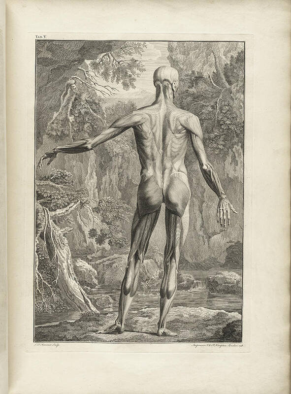 1646 Art Print featuring the painting Bernhard Siegfried Albinus , Tabulae sceleti et musculorum corporis humani 9 by MotionAge Designs