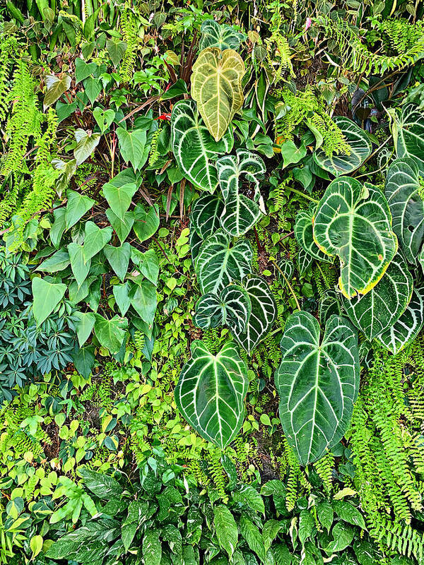 Bhm Art Print featuring the photograph BHM Living Wall Study 5 by Robert Meyers-Lussier