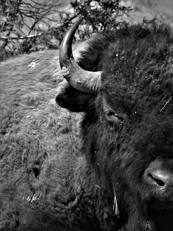 Bison Art Print featuring the photograph Bison Bull 12 Black and White by Amanda R Wright