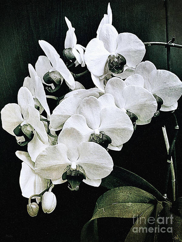 Orchids Art Print featuring the photograph Black and White Beauty by Ramona Matei