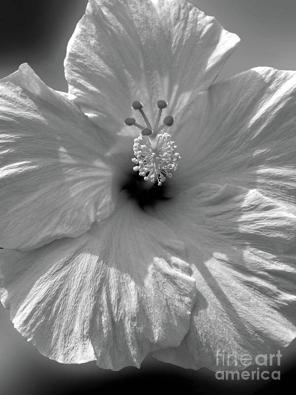 Flower Art Print featuring the photograph Black and White Hibiscus by Mafalda Cento