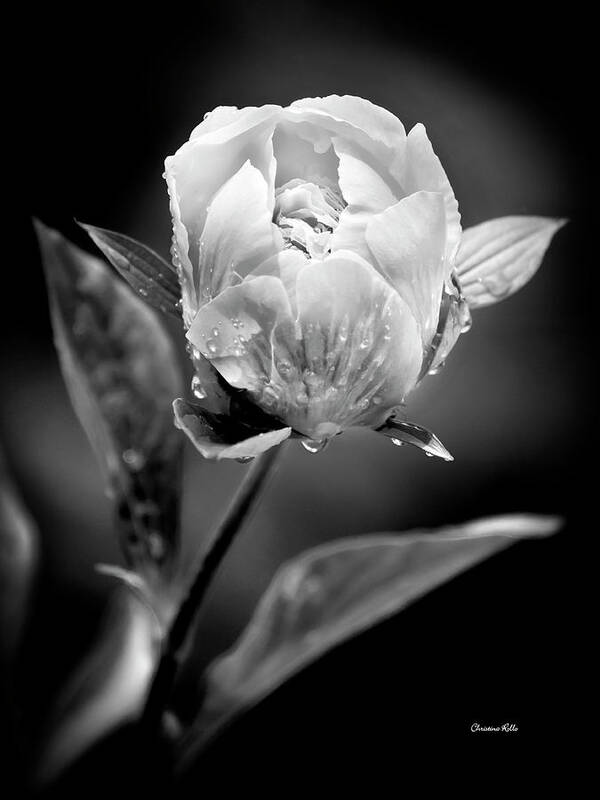 Black And White Art Print featuring the photograph Black And White Peony Flower by Christina Rollo