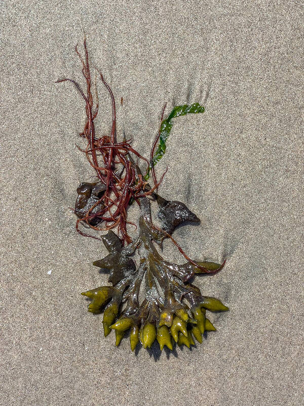 Seaweed Art Print featuring the photograph Bladder Weed in Sand by Cate Franklyn