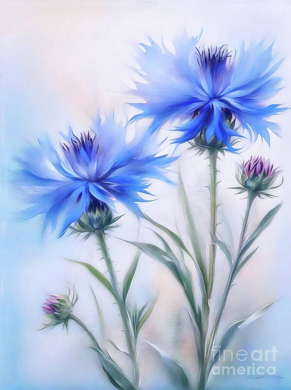 Flowers Art Print featuring the photograph Blue Cornflowers by Lynn Bolt