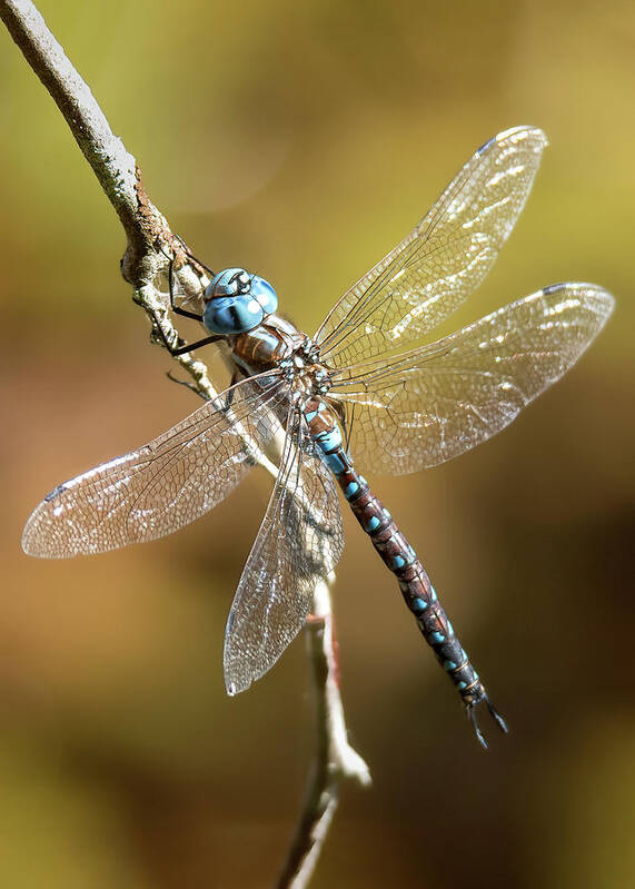  Art Print featuring the photograph Blue-eyed Darner by Carl Olsen