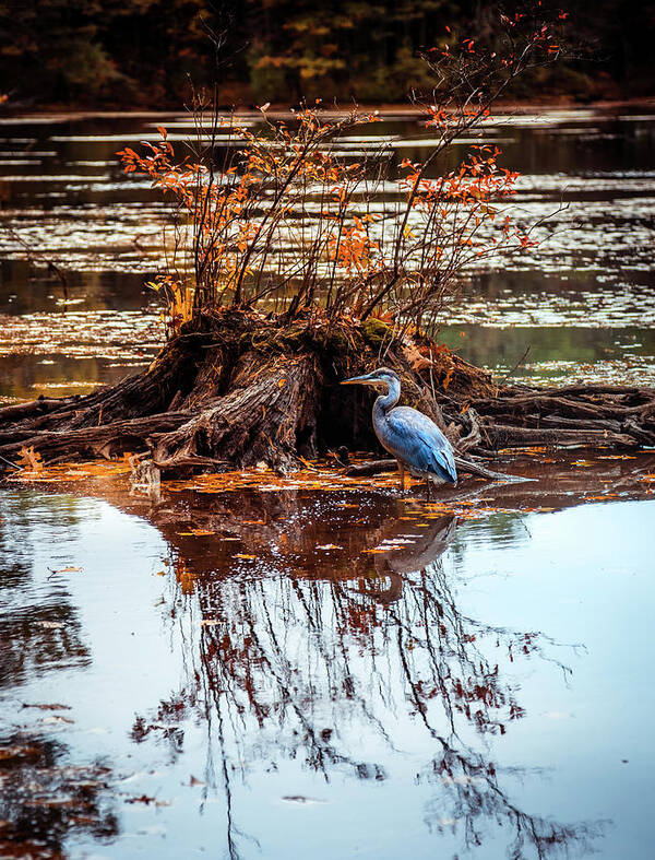 Blue Heron Art Print featuring the photograph Blue Heron Autumn scene 2 by Lilia S