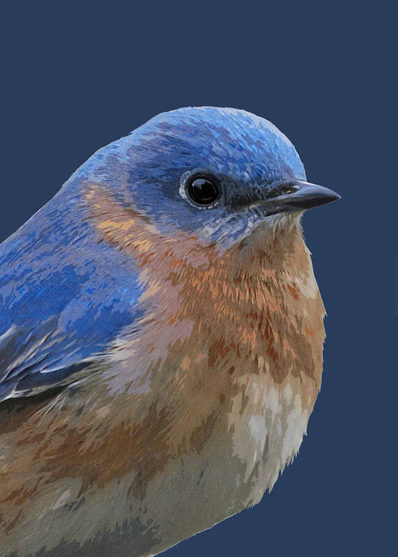 Bluebird Art Print featuring the mixed media Bluebird On Blue by Judy Cuddehe