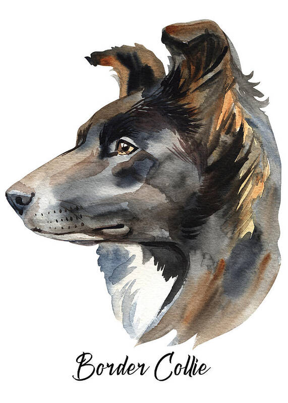 Dog Art Print featuring the digital art Border Collie Dog Breeds by Sambel Pedes