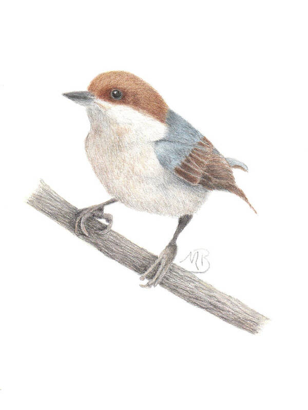 Bird Art Art Print featuring the painting Brown-Headed Nuthatch by Monica Burnette
