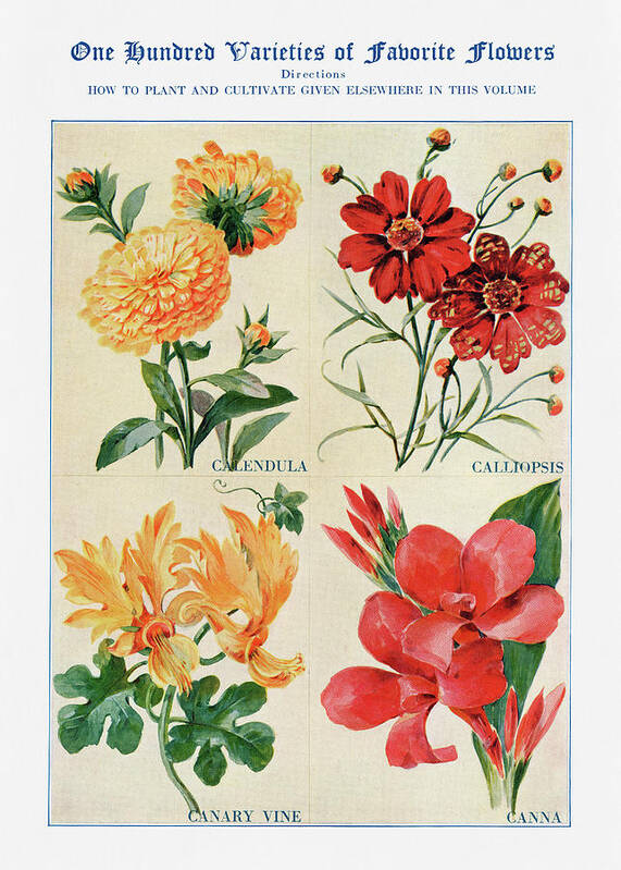 Calendula Art Print featuring the digital art Calendula, Calliopsis, Canary Vine, - Vintage Flower Illustration - The Open Door to Independence by Studio Grafiikka