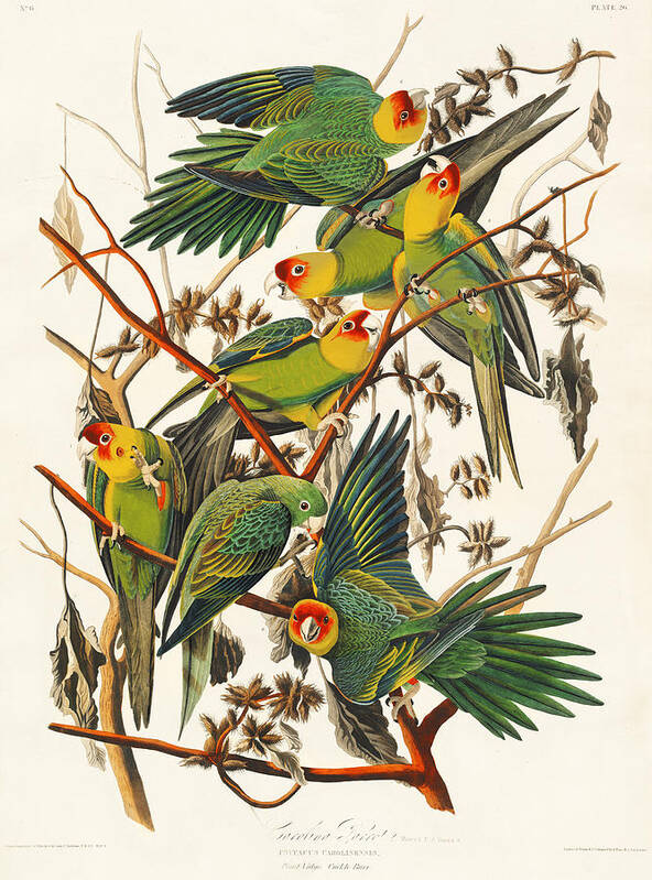 Carolina Parrots Art Print featuring the mixed media Carolina Parrots. John James Audubon by World Art Collective