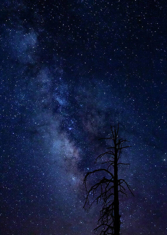 Carson National Forest Art Print featuring the photograph Carson National Forest by Maresa Pryor-Luzier