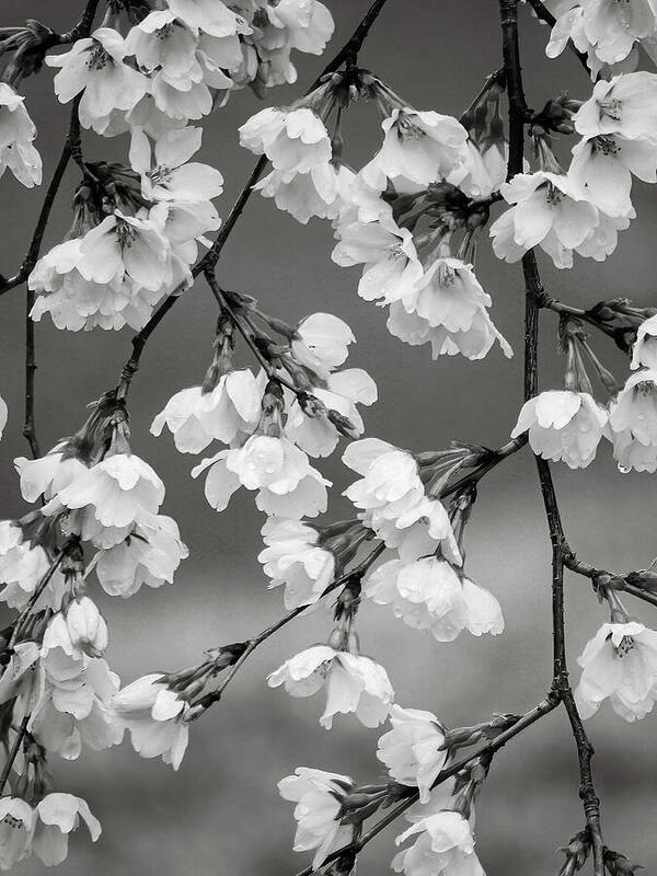 Black And White Art Print featuring the photograph Cascade of Pretty Blossoms - Black and White by Rachel Morrison