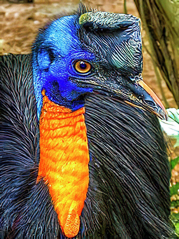 Cassowary. Australia Art Print featuring the photograph Cassowary by Bill Barber