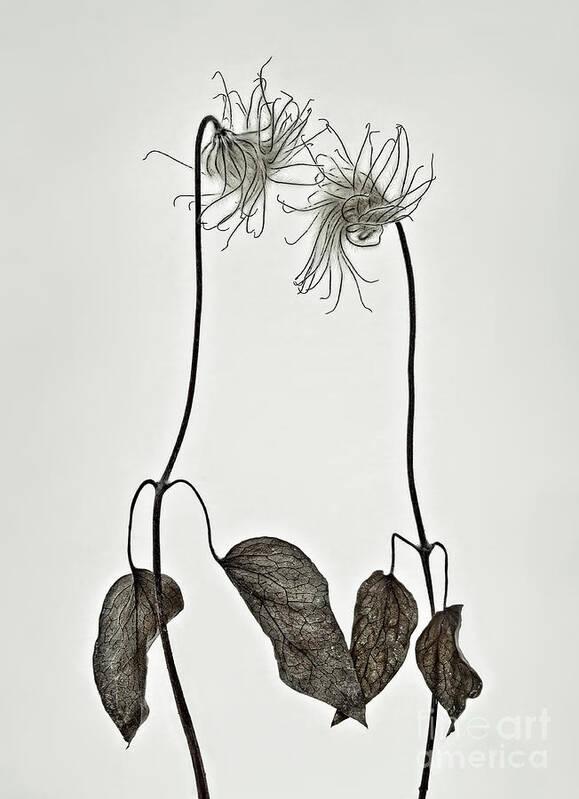 Seed Heads Clematis Passion Metaphoric Figurative Interpretative Singular Impression Evocative Romance Intrigue Fancy Minimalism Minimalist Peculiar Simplicity Togetherness Together Creative Associative Couple Duo Characters Spiritual Elegance Expressive Stylish Inspirational Romantic Charming Charm Aesthetic Poetic Funny Idyllic Thoughtful Meaningful Conceptual Sentimental Quirky Eccentric Provocative Weird Popular Bestseller Personification Pastel Watercolour Drawing Elegant Fantasy Delicate Art Print featuring the photograph Togetherness two clematices evoking emotional respond of intrique, bestseller by Tatiana Bogracheva