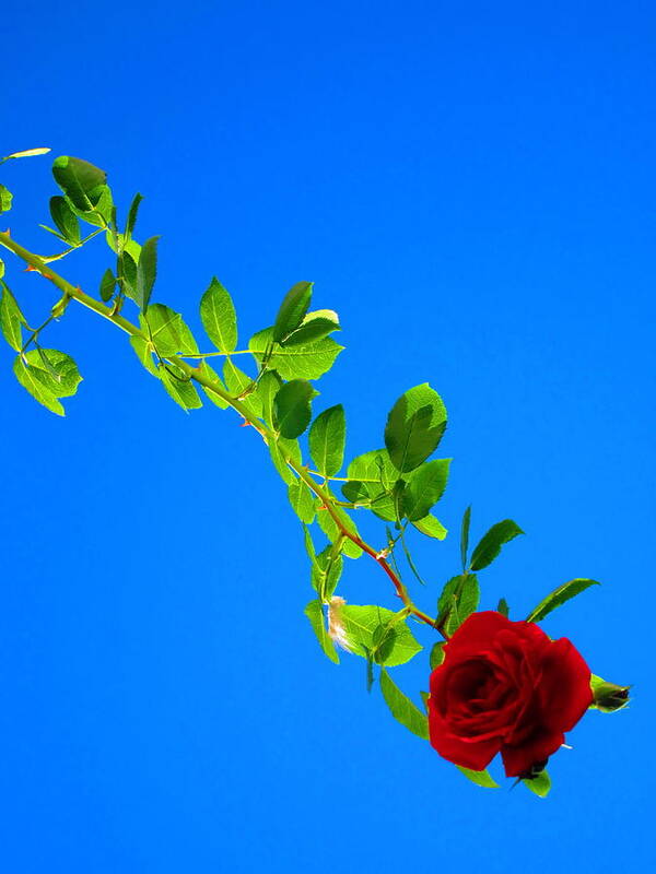 Rose Art Print featuring the photograph Climbing Rose by Andreas Thust