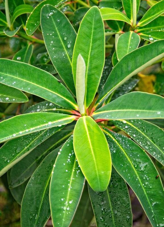 Outdoors Art Print featuring the photograph Close-up of plant leaves with water droplets early in the morning by Juan Camilo Bernal