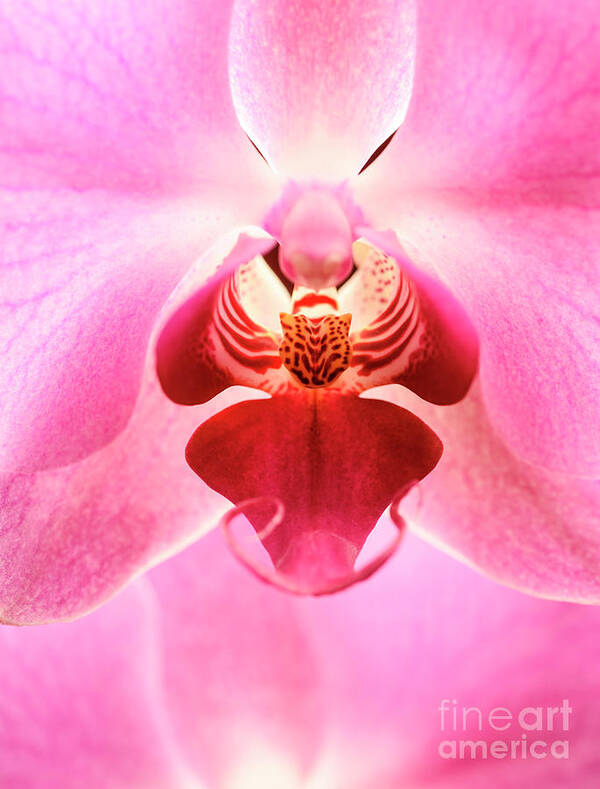 Orchid Art Print featuring the photograph Closeup of pink orchid flower by Jelena Jovanovic