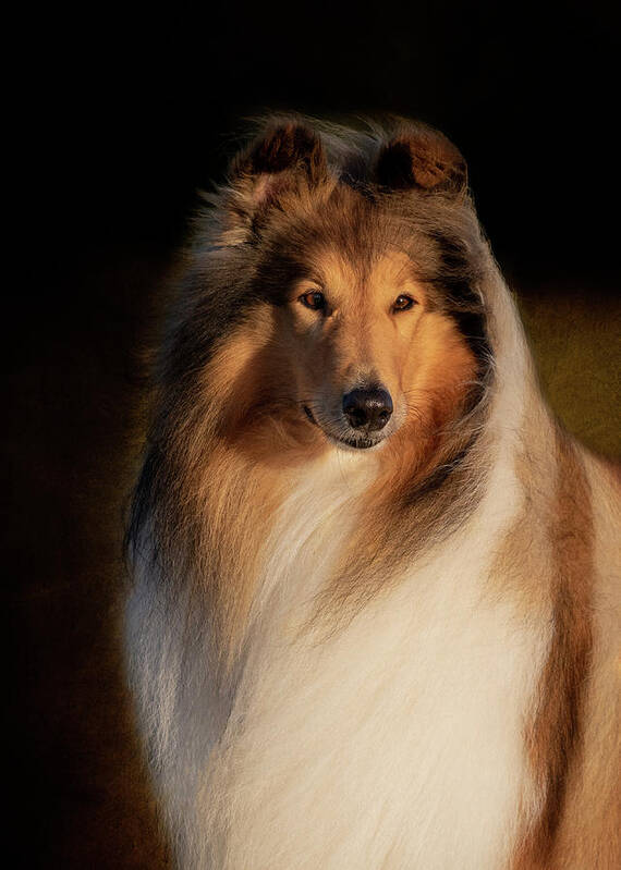 Collie Art Print featuring the photograph Collie Rough Portrait by Diana Andersen