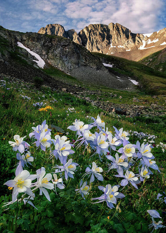 Columbines Art Print featuring the photograph Columbines in the Mountains by David Soldano