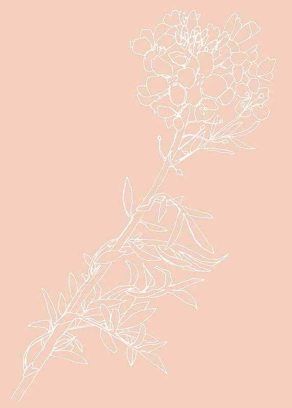 Botanical Illustration Art Print featuring the drawing 0062-Cuckoo-flower Blush by Anke Classen