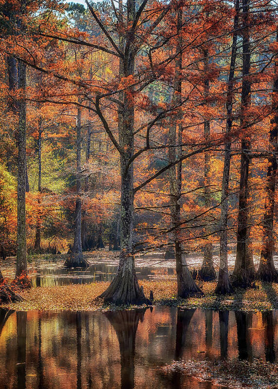 Autumn Art Print featuring the photograph Cypress Cove Reflections by Susan Rissi Tregoning