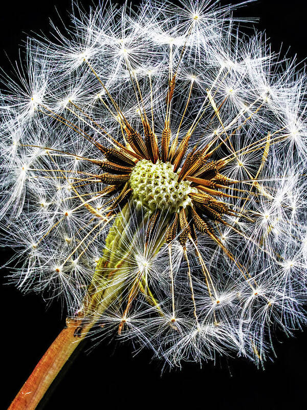 Dandelion Art Print featuring the photograph Dandelion Gone To Seed by Gary Slawsky