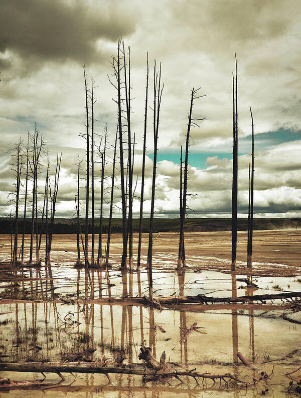 Dead Trees At Yellowstone National Park Art Print featuring the photograph Dead Trees at Yellowstone National Park by Karen Cox