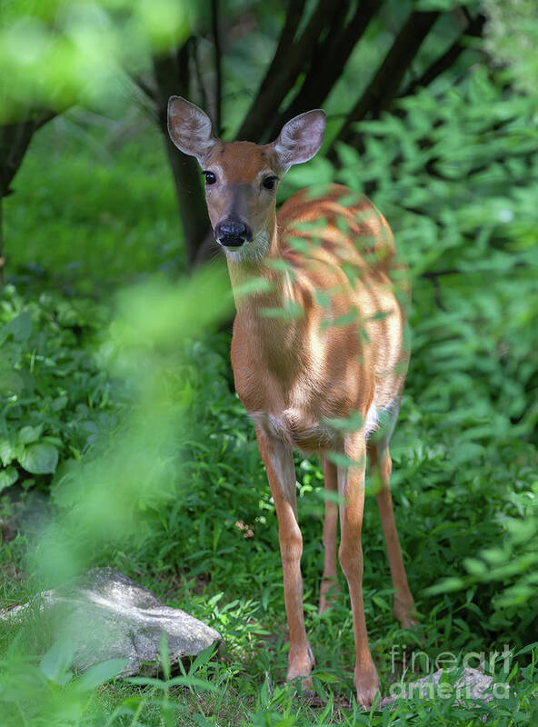 White-tailed Deer Art Print featuring the photograph Curious Doe by Chris Scroggins