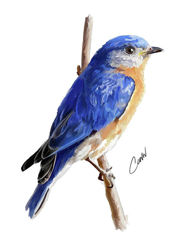 Eastern Bluebird Art Print featuring the digital art Eastern Bluebird by Shawn Conn