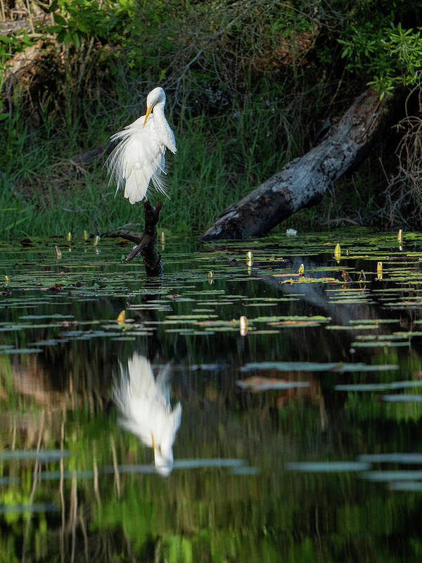 Egret Art Print featuring the photograph Egret, 4.18.22 by Brad Boland