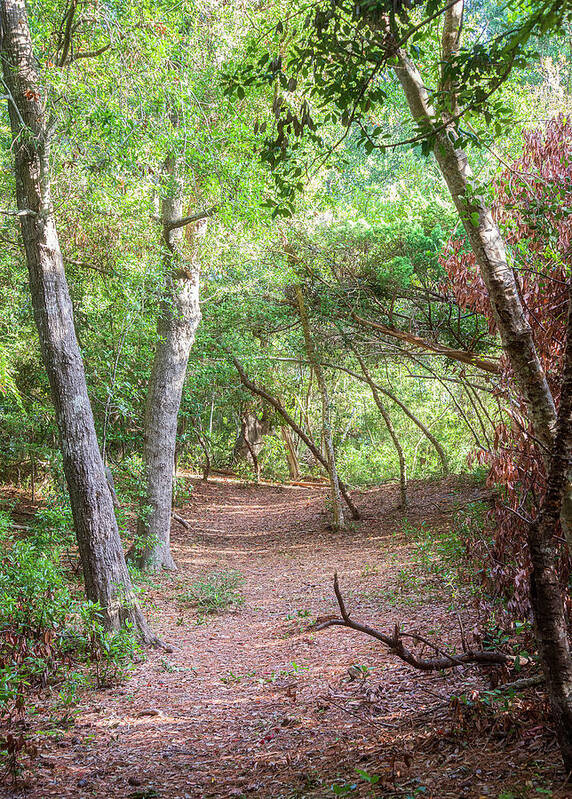 Emerald Isle Art Print featuring the photograph Emerald Isle Woods Trail - Early October by Bob Decker