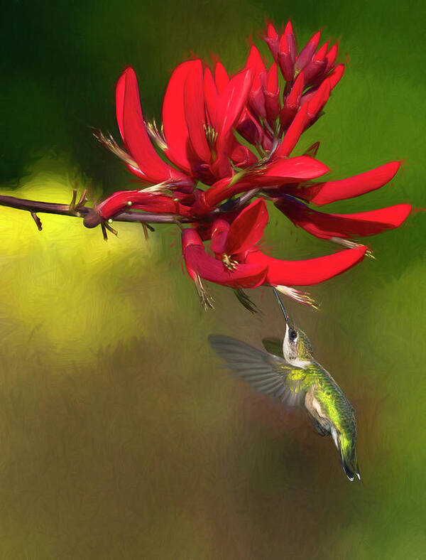 Coral Bean Art Print featuring the photograph Feeding Below by Art Cole