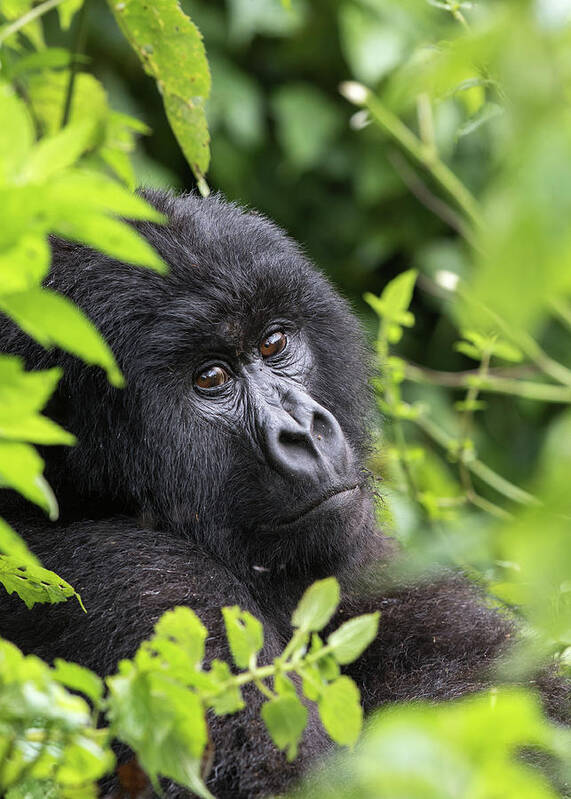 Gorilla Art Print featuring the photograph Home by Cameron Anderson Raffan