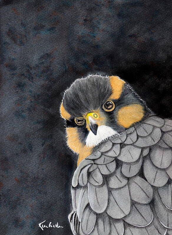 Bird Art Print featuring the painting Fierce Little Falcon Watercolor by Kimberly Walker