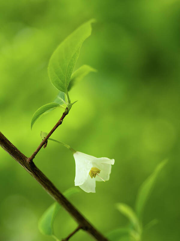 Fine Art Art Print featuring the photograph Flower of the snowdrop bush by Average Images