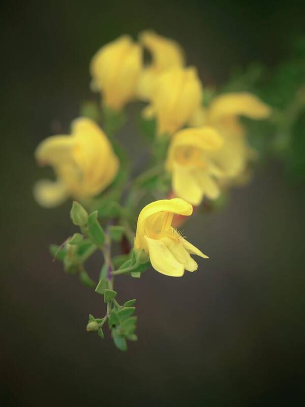 Flowers Art Print featuring the photograph Flowers of Yellow Bush Penstemon by Alexander Kunz
