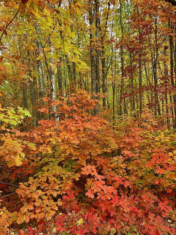 Forest Art Print featuring the photograph Forest of Color by Brian Eberly