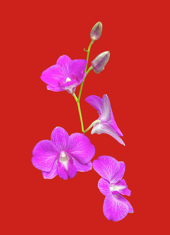 Photosbycate.com Art Print featuring the photograph Fuscia Orchids on Red by Cate Franklyn