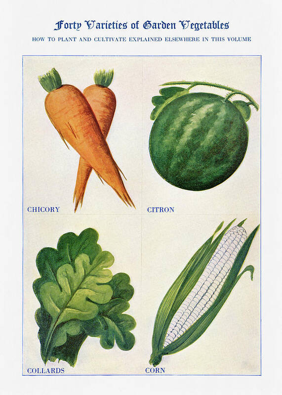 Chicory Art Print featuring the digital art Garden vegetable 07 - Vintage Farm Illustration - The Open Door to Independence by Studio Grafiikka
