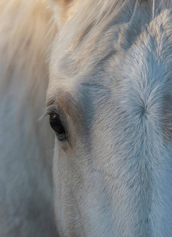 Horse Art Print featuring the photograph Gentle Eye by Phil And Karen Rispin