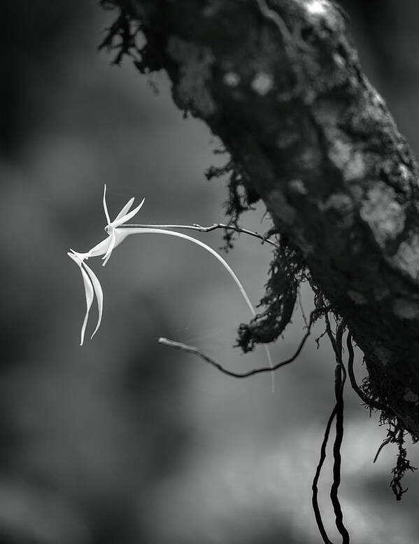 Black & White Art Print featuring the photograph Ghost Orchid 1 BW by Rudy Wilms