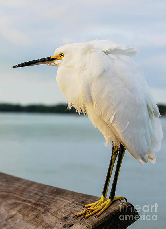Egret Art Print featuring the photograph Good morning, sweet Snowy by Joanne Carey