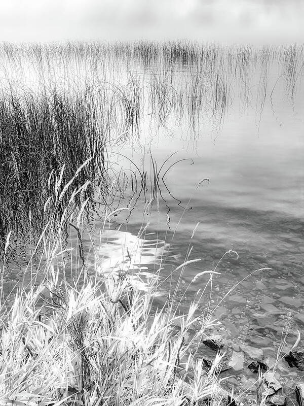 Black And White Photography Art Print featuring the photograph Grasses and Reeds Black and White by Allan Van Gasbeck