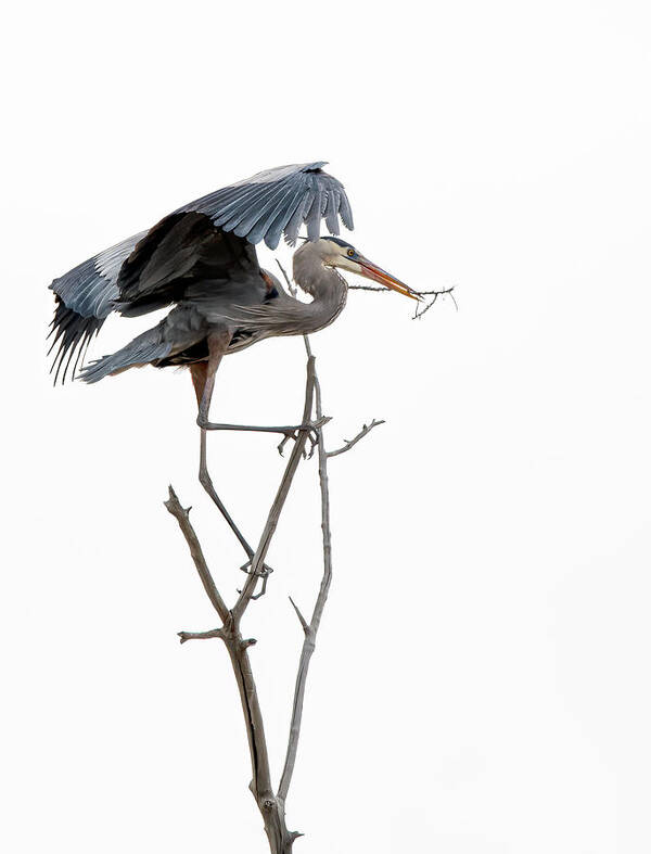 Stillwater Wildlife Refuge Art Print featuring the photograph Great Blue Heron 8 by Rick Mosher