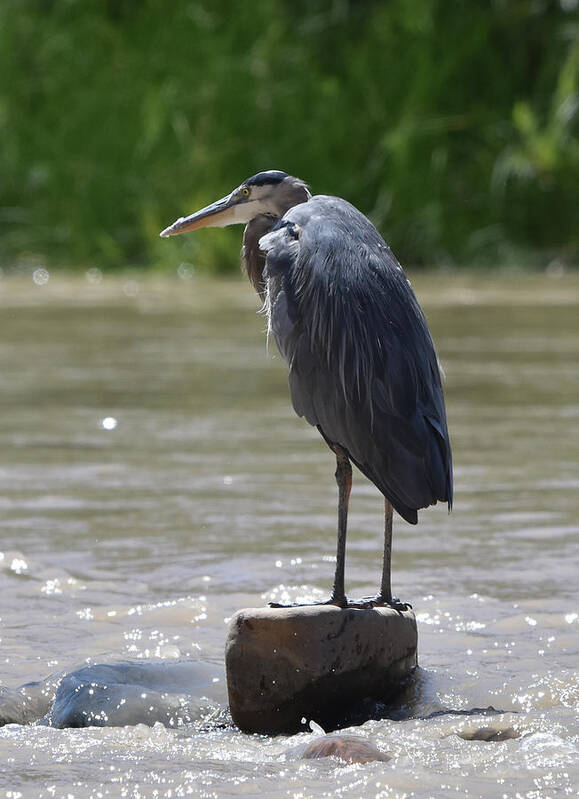 Heron Art Print featuring the photograph Great Blue Heron Standing Watch on the River by Ben Foster