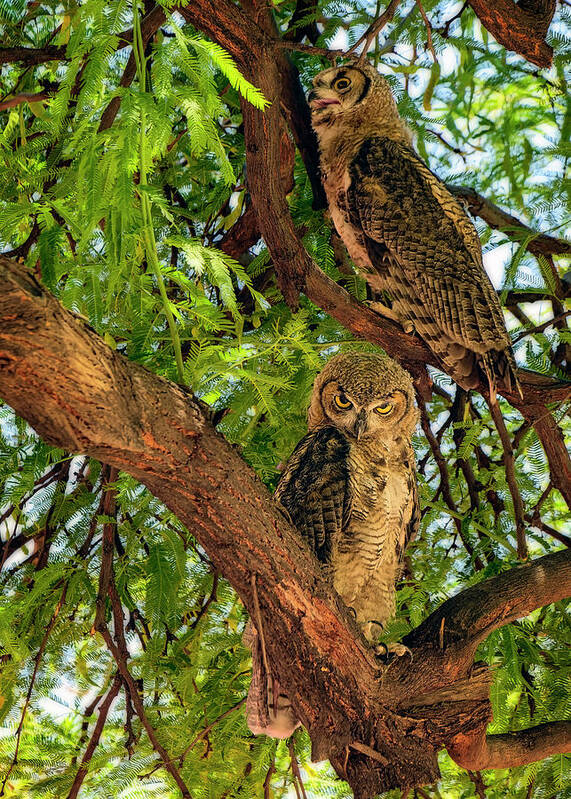 Owl Art Print featuring the photograph Great Horned Owls v24156 by Mark Myhaver