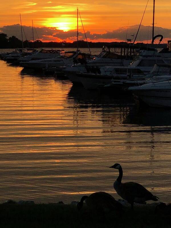 Geese Art Print featuring the photograph Green Bay Marina by Grey Coopre